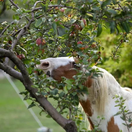 Κατάλυμα σε φάρμα Dei Cinque Cerri *