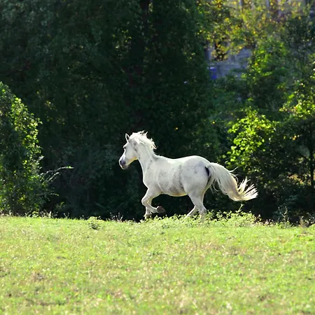 Κατάλυμα σε φάρμα Dei Cinque Cerri