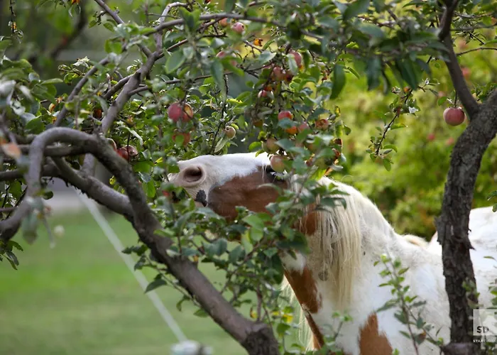 Séjour à la ferme Dei Cinque Cerri *