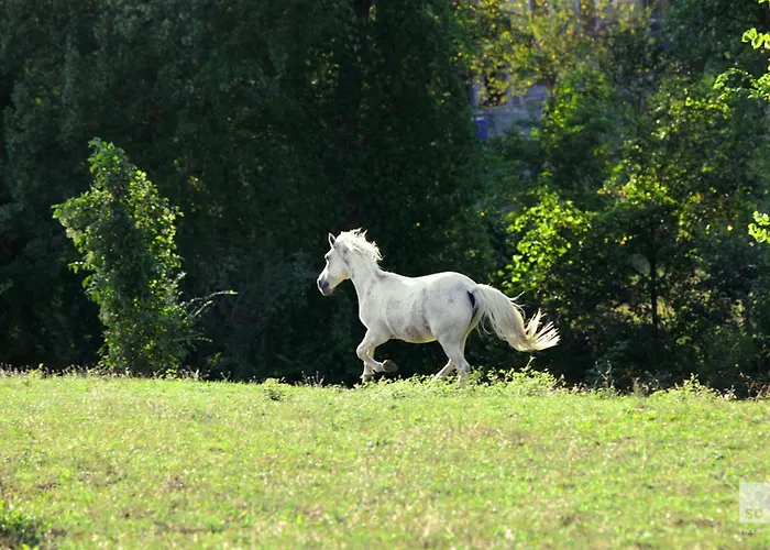 Farm stay Dei Cinque Cerri